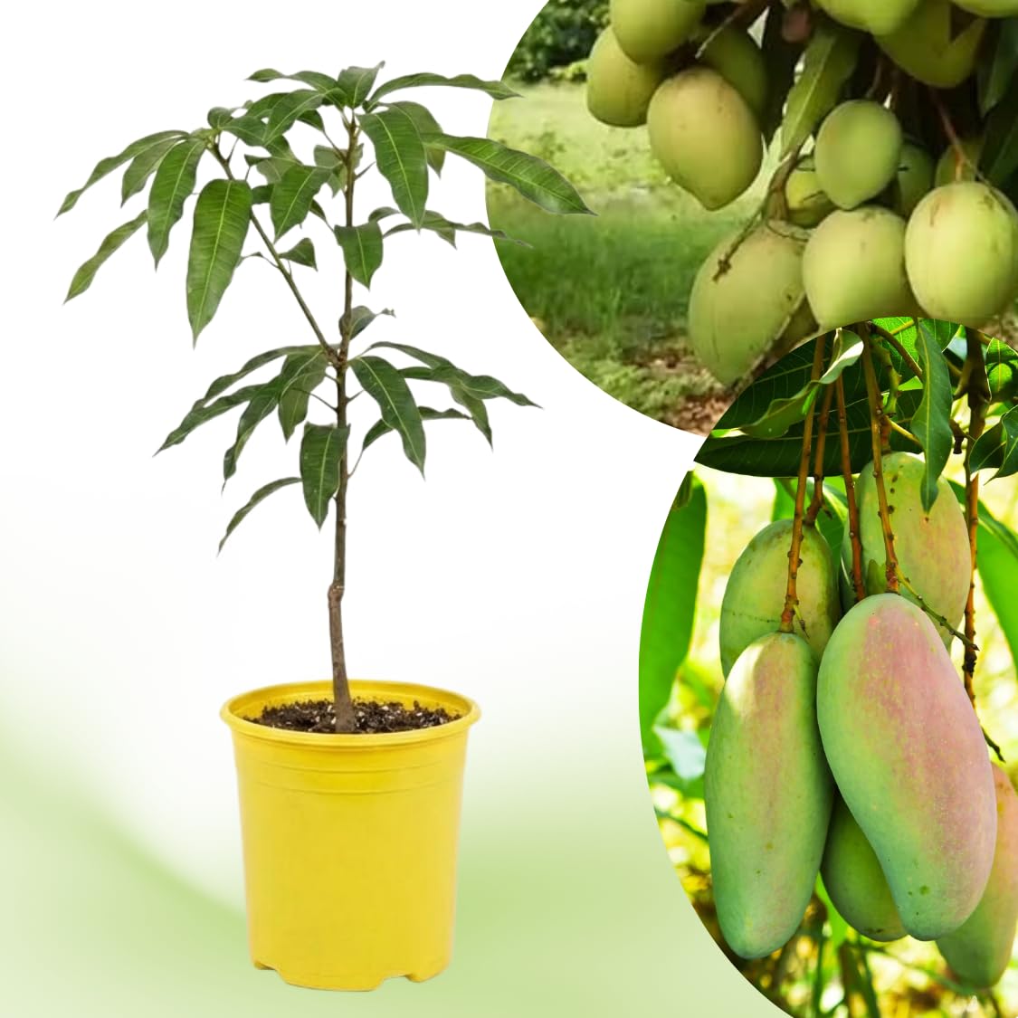 Glenn Mango Tree Live Plant, 8–12 Inch Tall in Pot, Sweet Hardy Mango Seedling Variety for Planting, Outdoor Fast-Growing