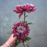 Dark Purple Mums Plants Live for Planting, 3-6" Tall Perennial Mum Plants, Vibrant Chrysanthemum Flowers Plant to Grow Outdoor Indoor Garden