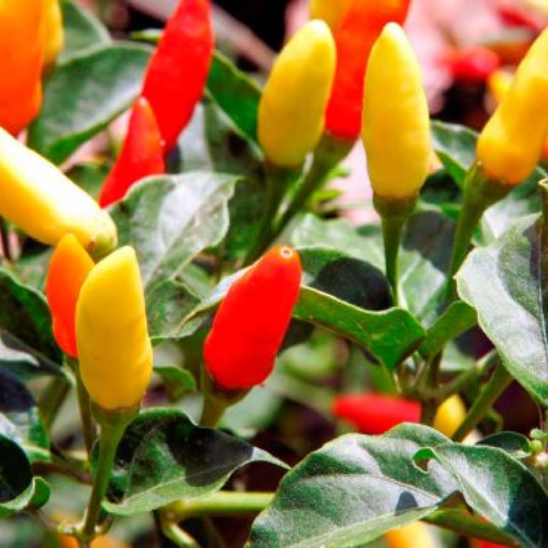 Pack 2 Rare Pepper Plants Live No Pot, 5-9" Chili Pepper Live Plants for Growing, 80 Days Old Plants