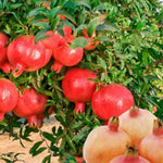 Salavatski Pomegranate Tree Live Plant, Hardy Pomegranate Fruit Tree for Outdoor Indoor Planting, Sweet Pomegranate Plant, Well-Rooted, 4 Inches Pot Plant, 7-10 Inches Tall
