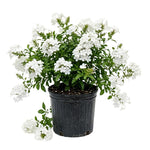 White Plumbago Live Plant, 4-6 Inches Tall in 4 Inch Pot, Plumbago Vine Plant for Planting, Vibrant Flowering Starter Plant