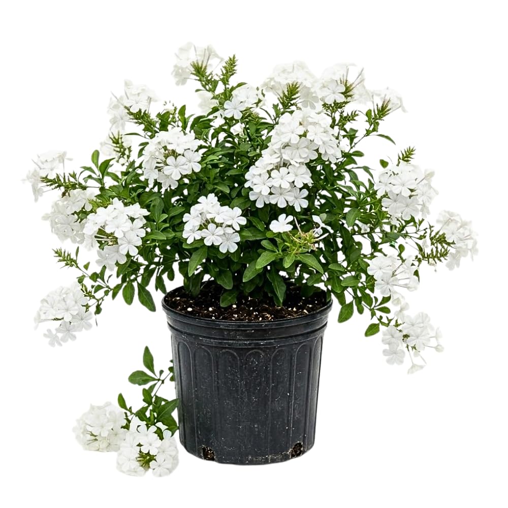 White Plumbago Live Plant, 4-6 Inches Tall in 4 Inch Pot, Plumbago Vine Plant for Planting, Vibrant Flowering Starter Plant