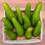 24-36 Inc Long Neck Avocado Tree Live Plant, Large Avocados Long Neck Tree Plant, Potted, Grafted Long Neck Avocado Plant Live Tree in Pot, No CA