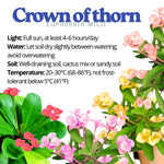 Hardy Crown of Thorn Live Plant, Pink Euphorbia Milii Tree, 1 Year Old Plant, 5-10 Inches in Tall, No Pot, Indoor Outdoor Décor Succulent Cactus