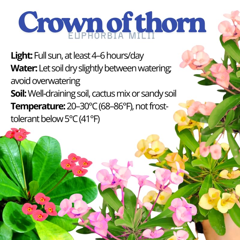 Hardy Crown of Thorn Live Plant, Yellow Euphorbia Milii Tree, 1 Year Old Plant, 5-10 Inches in Tall, No Pot, Indoor Outdoor Décor Succulent Cactus