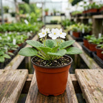 African Violets Live Plant, White African Violet Plant, 3-5 Inches Tall, Vibrant Blooms, Easy Care Indoor Flowering Plants for Home and Office Decoration