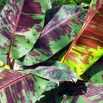 Zebrina Banana Plant Live, 4-6" Tall Well-Rooted for Indoor Tropical Displays, Cold Hardy Banana Fruit Tree
