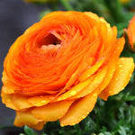 25 Ranunculus Bulbs for Spring Planting, Perennial Flowers Bulbs for Gardens, Vibrant Peony Buttercup Corms for Outdoor Borders (Orange Ranunculus)