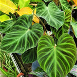 Large Heart-Shaped Philodendron Plant Live, Rare Tropical Variegated Live Indoor Houseplant, Starter Plants No Pot, 5-9" in Tall