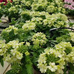 2 Light Green Verbena Plants Live, Perennial Ground Cover or Trailing Bushes Shrubs, 5-9 Inches Tall, Verbena Flower for Planting