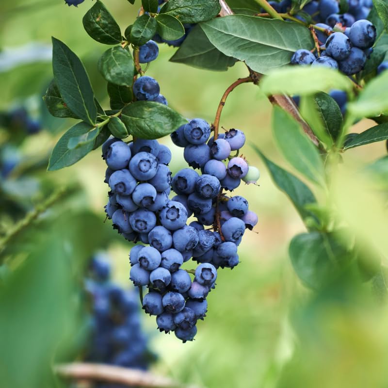 2 Blueberry Trees Live Plant for Planting, 5-10" Tall, Blueberry Plant Live, Sweet Blueberry Bush Live Plant, Large Blueberries Fruit Bareroot (Biloxi Blueberry)
