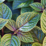 02 Purple Plectranthus Swedish Ivy Plants Live, Swedish Ivy Plant Pot, 4 Inches Pot, Swedish Ivy Plants Live House Plants, 3 to 6 Inches Tall