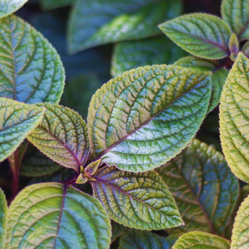 02 Purple Plectranthus Swedish Ivy Plants Live, Swedish Ivy Plant Pot, 4 Inches Pot, Swedish Ivy Plants Live House Plants, 3 to 6 Inches Tall