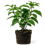 Red Purple Bleeding Heart Live Plant, 6-8 Inch Clerodendrum Live Plant, Clerodendrum Bleeding Heart Vine - Perennial Flower, Well Rooted Starter Plant