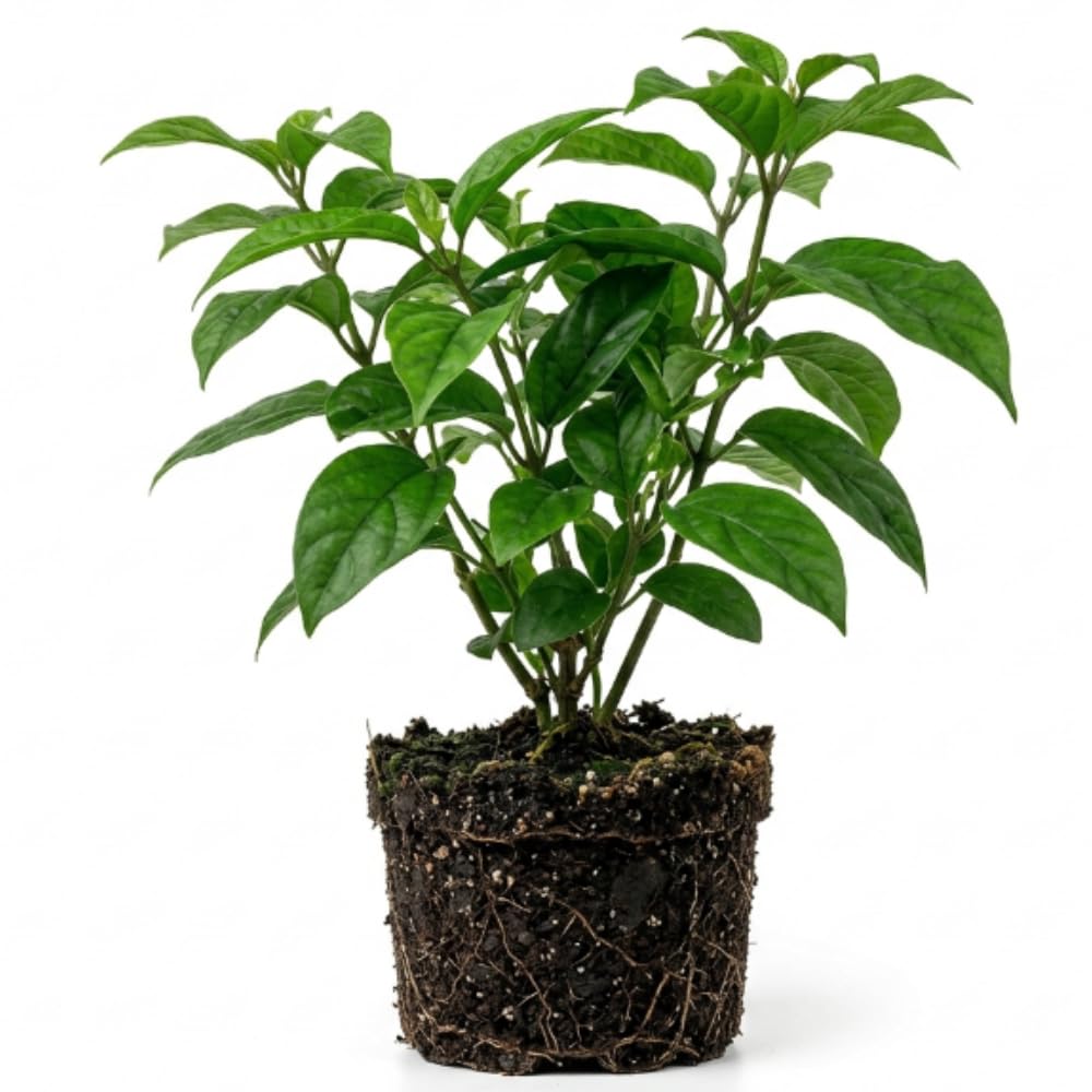 White Bleeding Heart Live Plant, 6-8 Inch Clerodendrum Live Plant, Clerodendrum Bleeding Heart Vine - Perennial Flower, Well Rooted Starter Plant