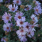 Set 2 Hardy Aster Plants Live, Perennial Aster Flowers for Planting Outdoor, Container, Garden 4-8 Inches