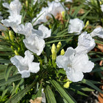 Pack 3 Mix Mexican Petunia Live Plants, 4-9" Tall Hardy Ruellia Simplex Petunia Perennials for Garden, Landscape, Patio