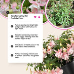Pink Fuchsia Plant Live 4'' Pot, Hardy Flowering Fuchsia Starter 3-6'' Tall, Hanging Basket or Patio Garden Plants, 2 Plants per Pot