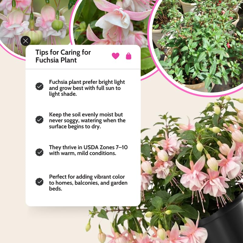 Pink Fuchsia Plant Live 4'' Pot, Hardy Flowering Fuchsia Starter 3-6'' Tall, Hanging Basket or Patio Garden Plants, 2 Plants per Pot