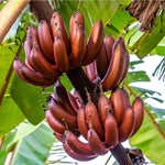 Random Banana Tree Live Plant, Edible Fruit, 4-6" Tall