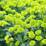 Pack 3 Green Chrysanthemum Plants, Mums Plants Live, 3 to 6 Inch Tall Garden Mum Live Plant, Vibrant Fall Blooms, Hardy Chrysanthemum Flowers, No Pot