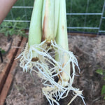 Pack 2 Lemongrass Plants Outdoor Planting in Pot, Lemon Grass Live Plant, Live Lemon Grass, Lemon Grass Plants, Live Lemongrass Plant