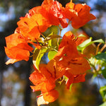 2 Orange Bougainvillea Plants Live, Flowering Bougainvillea Vine for Outdoor Garden or Trellis, 5-9 Inch Tall, Very Hardy