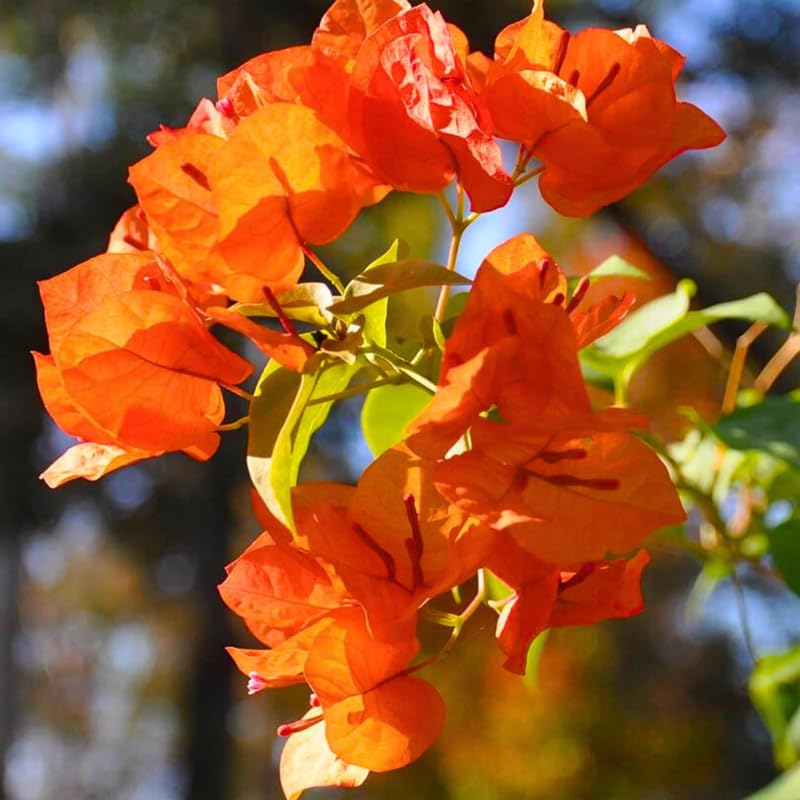 2 Orange Bougainvillea Plants Live, Flowering Bougainvillea Vine for Outdoor Garden or Trellis, 5-9 Inch Tall, Very Hardy