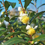 Camellia Plants Live, Camellia Sinensis Tea Live Plant, Green Foliage Bush, 9-12 Inches Tall for Indoor Outdoor Gardening