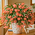 2 Salmon Christmas Cactus Live Plants, Easy Care Houseplant, 4-7'' Tall