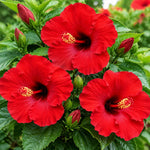 3 Hardy Hibiscus Live Plants, Flowering Shrub, Red Blooms, 4-7"