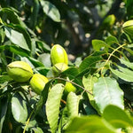 5 Pecan Trees Live Plants Seedlings, 12-18 Inches Tall Bare Roots Trees Live Plants, Dormant Nuts Tree for Spring Planting, Hardy Pecan Nut