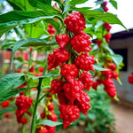 Set 4 Assorted Pepper Live Plants, 90 Days Old Super Pepper Live Plant for Summer Planting (Carolina Reaper Pepper)