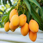 Sweet Mango Tree Live Plant, Live Yellow Mango Tree Plant, 5 to 10 Inc Tropical Trees Fruit for Growing Outside