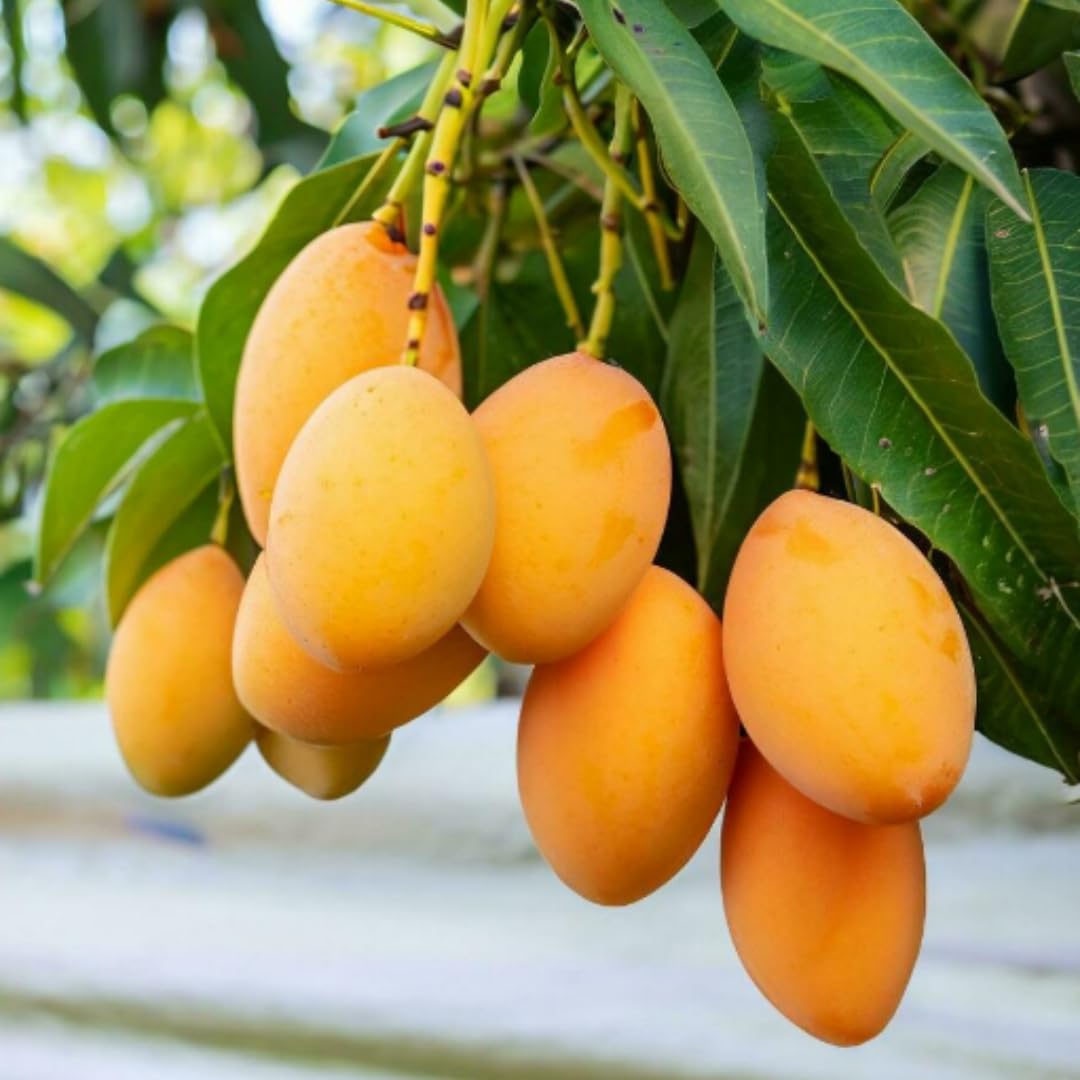 Yellow Sweet Mango Tree Plant, 7 to 10 Inc Mango Tree Live Plant, Live Mango Tree for Planting Outside