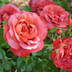 Rose Plant Live, Hybrid Tea Rose Bush Live Plant, 5-9 Inch Tall, Fragrant Flowers Shrub Ready to Plant Outdoor, No Pot, Well-Rooted (Hot Rose)