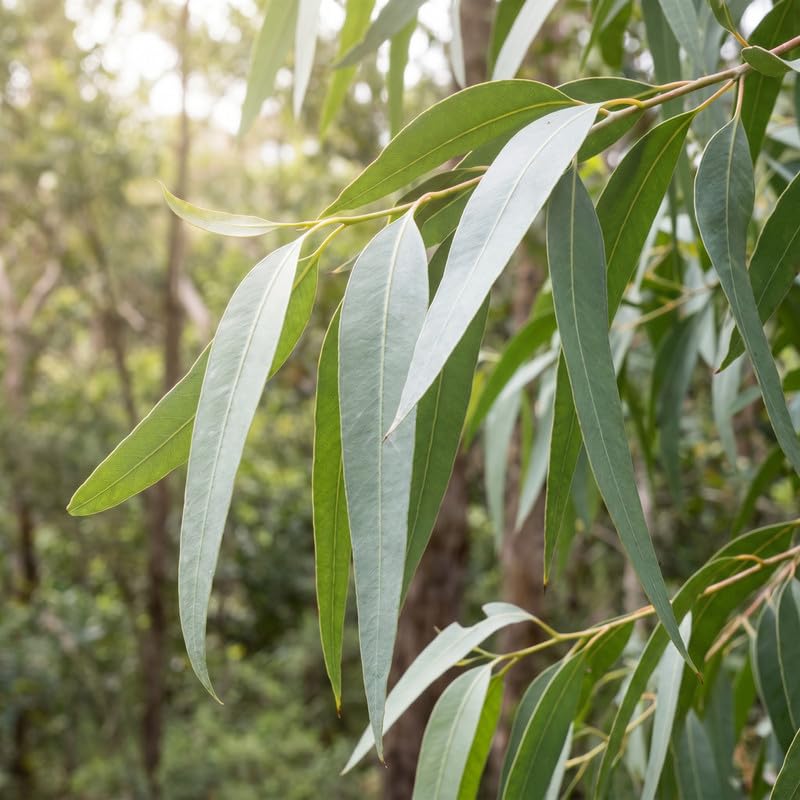 2 Lemon Eucalyptus Live Plants, Fragrant Eucalyptus Herb for Garden and Patio Containers, 2-5 Inches Tall Plugs