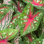 Set of 3 Caladium Plants Live, 4 to 6 Inc Tall, Caladium Flower Plants Garden, Caladium Plant Pot