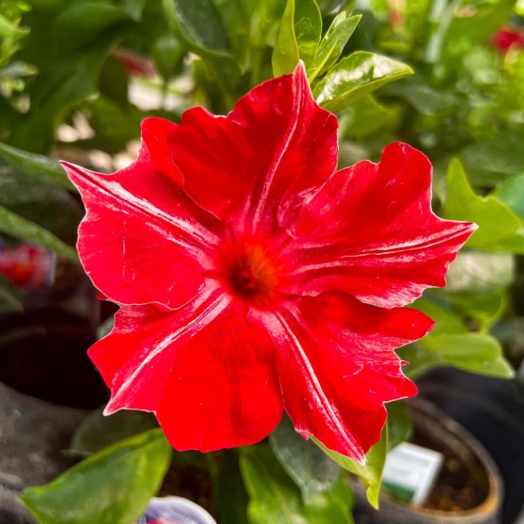 Mandevilla Vine Plants Mandevilla Plant Live, 5 to 7'' Tall Seedling, Annual Flowering Mandevilla Live Plant Outdoor Growing