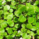 Pack 2 Swedish Ivy Plants Live Indoors in One Pot, Plectranthus Swedish Ivy House Plants, Live Swedish Ivy Vine, 4-6" Tall (Green Swedish Ivy)