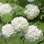Snowball Viburnum Bush Live Plant in Pot, Snowball Viburnum Tree 9-12 Inches Tall, White Flower for Outdoor Planting
