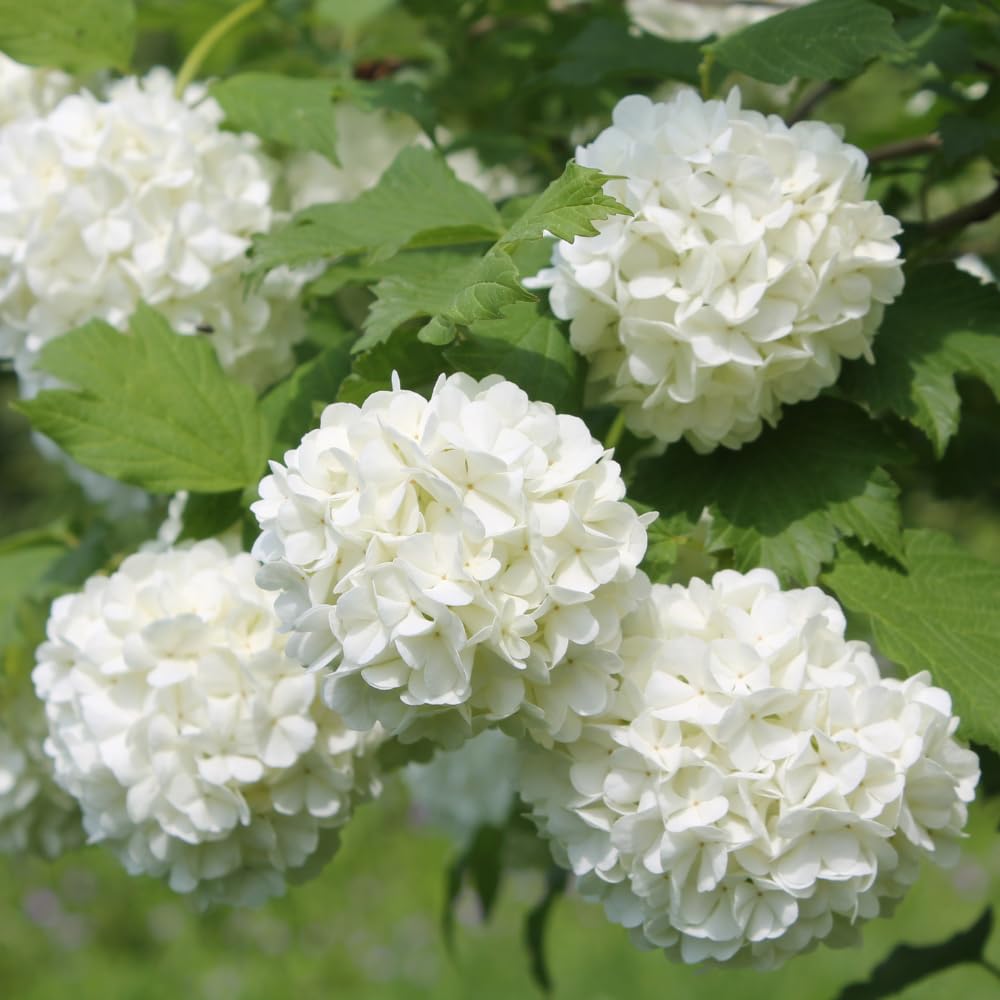 Snowball Viburnum Bush Live Plant in Pot, Snowball Viburnum Tree 9-12 Inches Tall, White Flower for Outdoor Planting