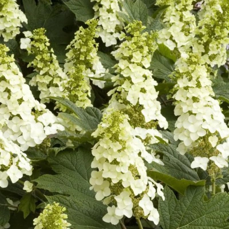 Hydrangea Plant Live Tree, Blooming Garden Bush Hardy Hydrangea Shrub, Oakleaf White Flowering Plant Indoor Outdoor Well-Rooted 5-9 Inc Tall, Stater Plant