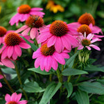 Set 3 of Purple Echinacea Coneflower Plants Roots, 4 to 5 Inc Tall, Echinacea Plants Live, Coneflower Plant for Gardening Outdoor and Indoor Growing