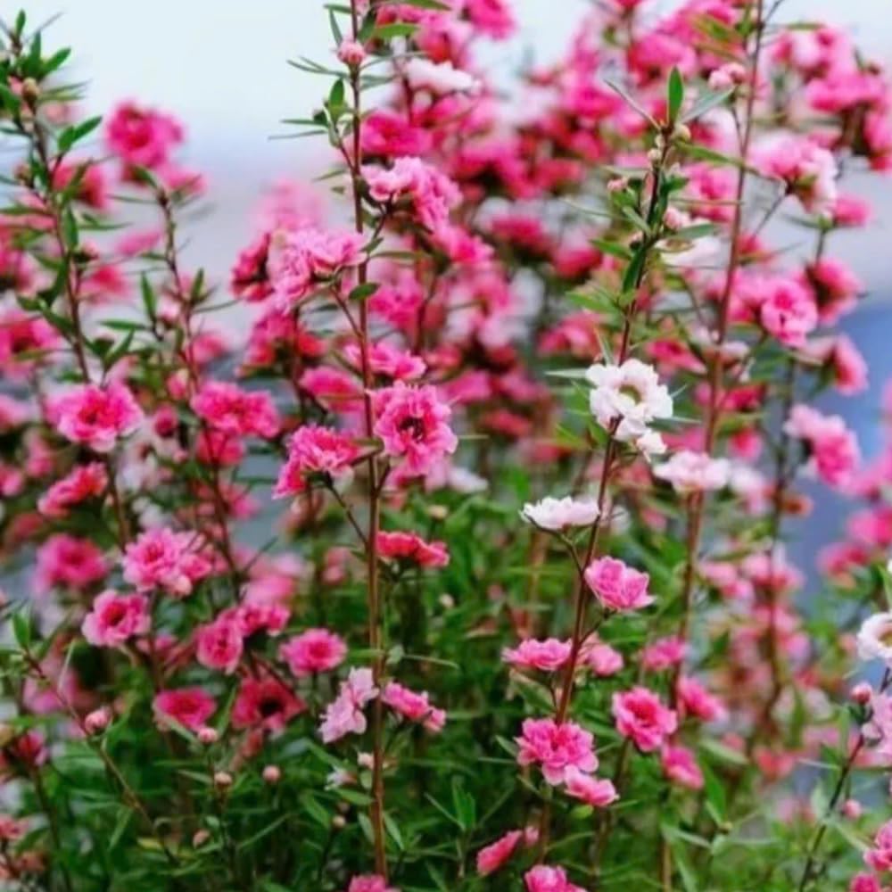 Leptospermum Tree Live Plant, 5 to 7 Inc Tall, Manuka Tea Tree Plant, Shrub Plants for Gardening