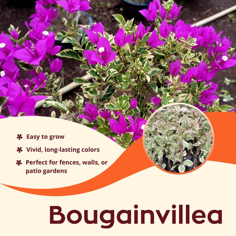 2 Blueberry Ice Bougainvillea Plants Live, Flowering Bougainvillea Vine for Outdoor Garden or Trellis, 5-9 Inch Tall, Very Hardy