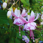 4 Fuchsia Plants Live, Pink Flower Plant, 4 to 7 Inches Tall, 4 Inc Potted