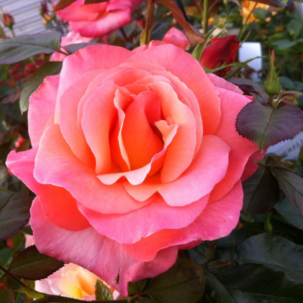 Rose Bush Live Plant for Gardening, Hardy Fragrant Rose Flower Plant, 5 to 10 Inch Tall, Ideal for Outdoor Planting (Coral Rose)