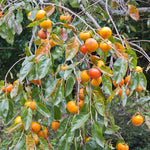 American Persimmon Tree Live Plant, 9 Months Old Seedling, Dormant in Winter, Well-Rooted, Cold Hardy, 6-12" in Tall