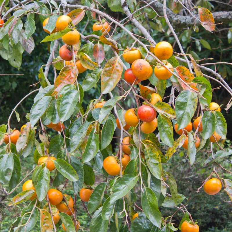 American Persimmon Tree Live Plant, 9 Months Old Seedling, Dormant in Winter, Well-Rooted, Cold Hardy, 6-12" in Tall